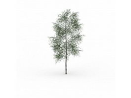 Gray birch tree 3d model preview