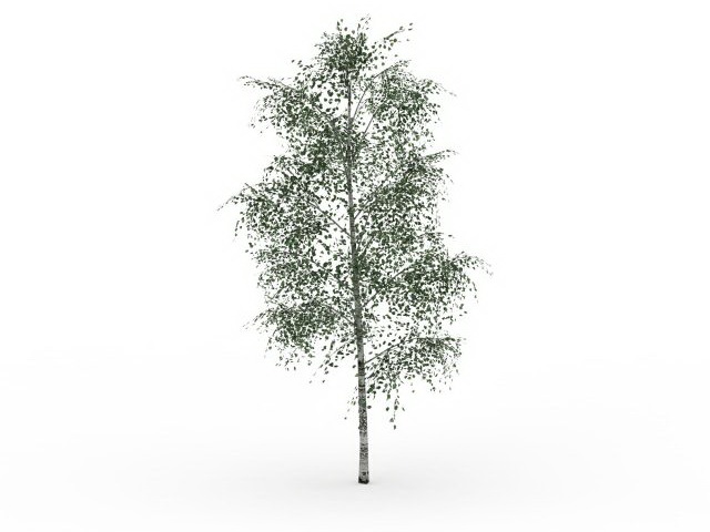 Gray birch tree 3d rendering