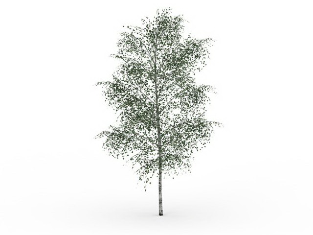 Gray birch tree 3d rendering