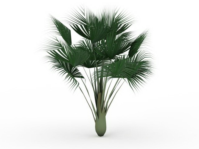 Sea coconut palm tree 3d rendering