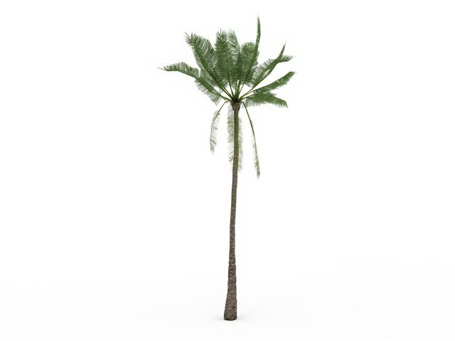 African oil palm tree 3d rendering