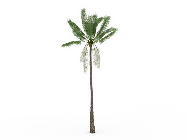 African oil palm tree 3d rendering