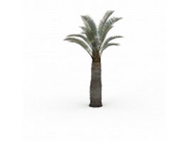 Chile cocopalm tree 3d model preview