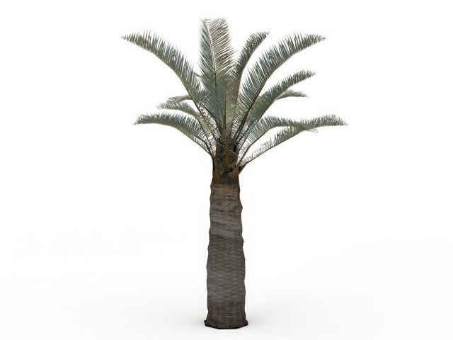 Chile cocopalm tree 3d rendering