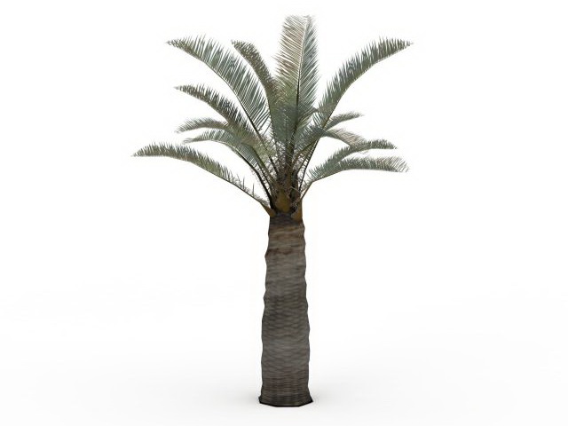 Chile cocopalm tree 3d rendering