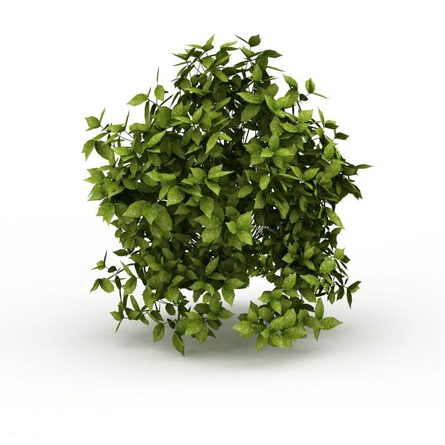 Evergreen vines 3d rendering