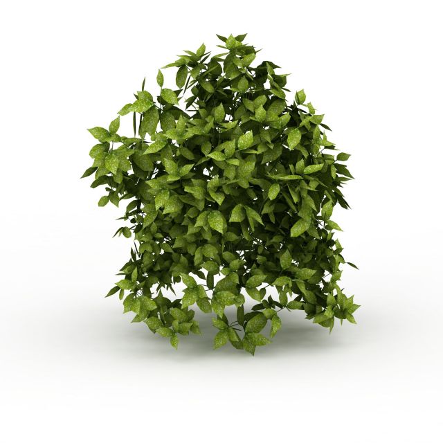 Evergreen vines 3d rendering