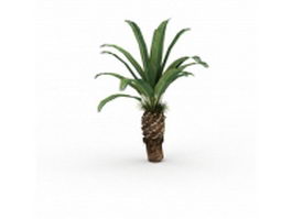 Canary Island date palm 3d model preview