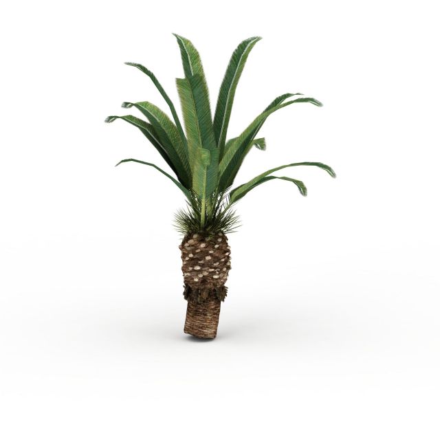 Canary Island date palm 3d rendering