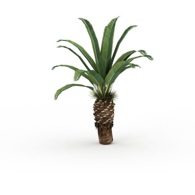 Canary Island date palm 3d rendering