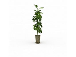 Tall potted plant 3d model preview