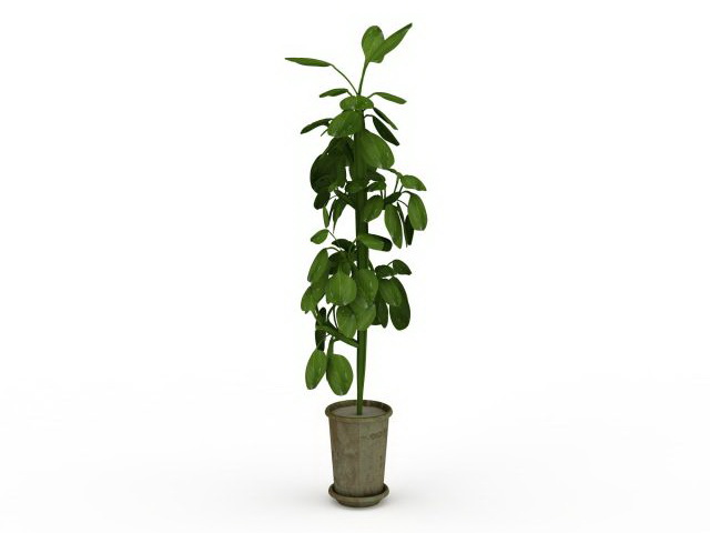 Tall potted plant 3d rendering