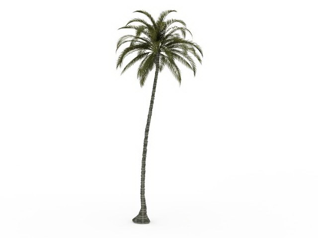 Tall palm tree 3d rendering