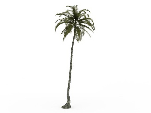 Tall palm tree 3d rendering