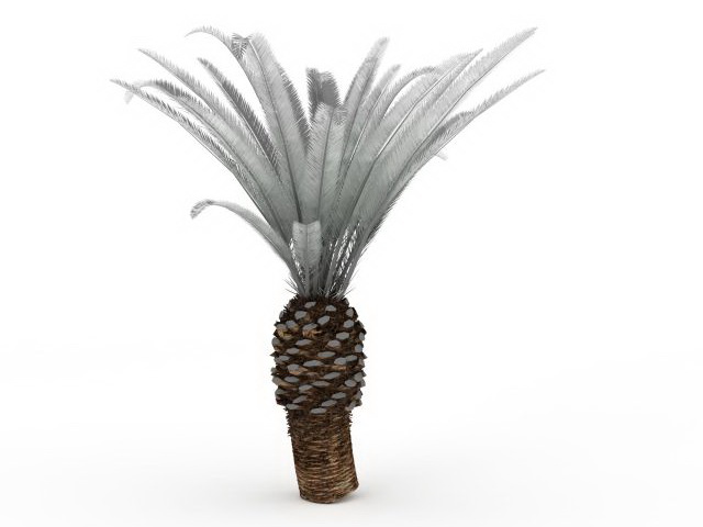 Canary island date palm tree 3d rendering