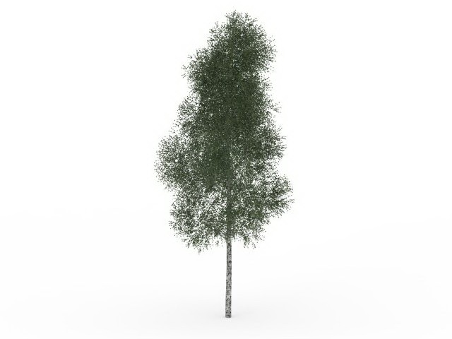 Mountain paper birch tree 3d rendering