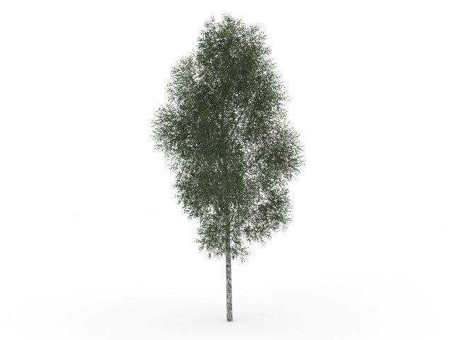 Mountain paper birch tree 3d rendering