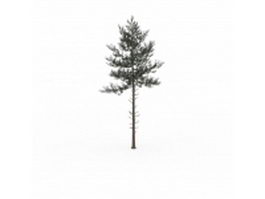 Coniferous tree 3d model preview