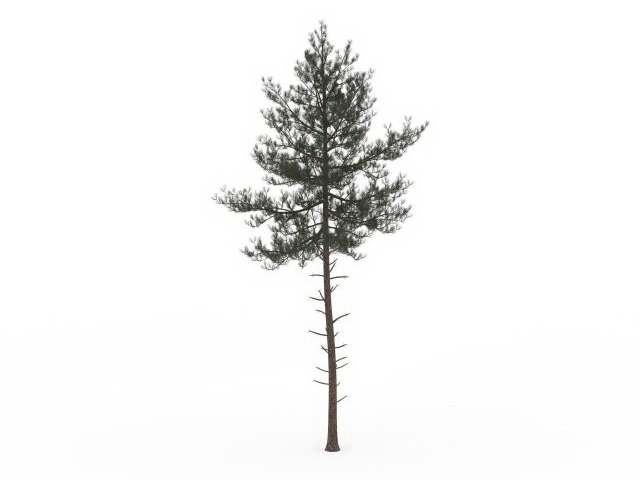 Coniferous tree 3d rendering