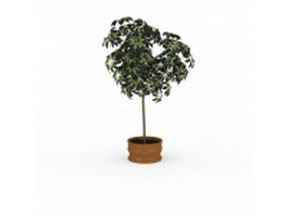 Indoor house plant tree 3d model preview