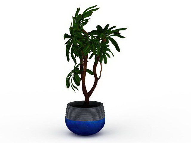 Indoor tree plants 3d rendering