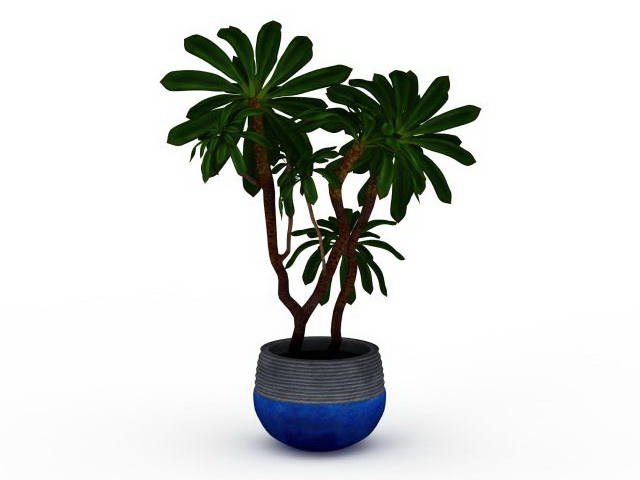 Indoor tree plants 3d rendering