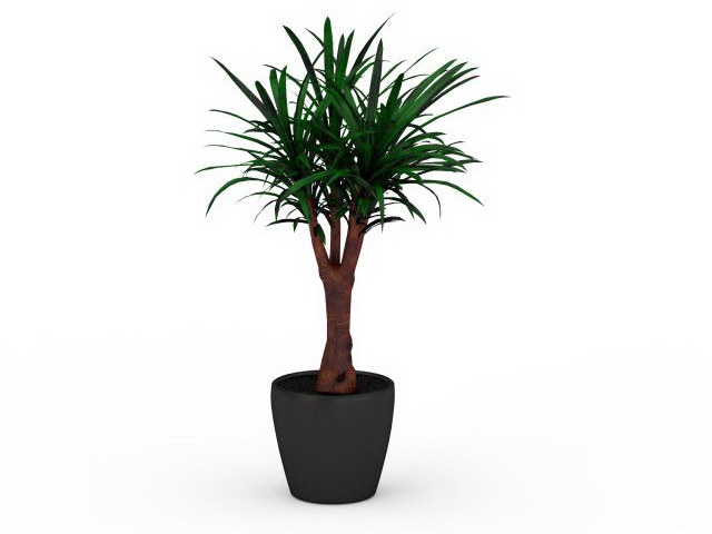 Yucca gloriosa in pot 3d rendering