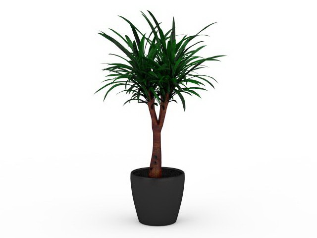 Yucca gloriosa in pot 3d rendering