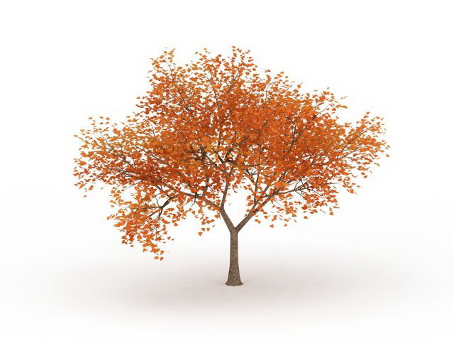 Fall leaf tree 3d rendering