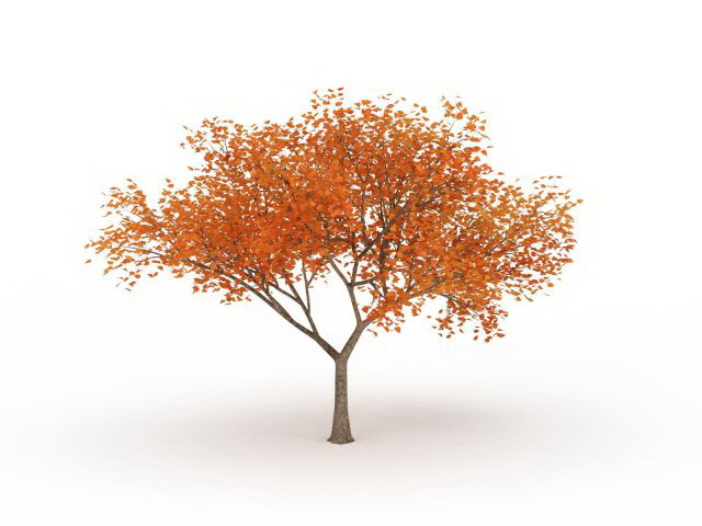 Fall leaf tree 3d rendering