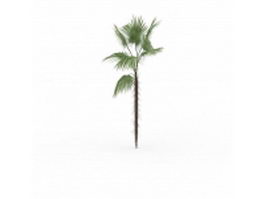 Makalani palm 3d model preview