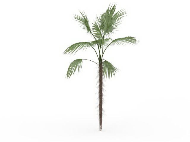 Makalani palm 3d rendering