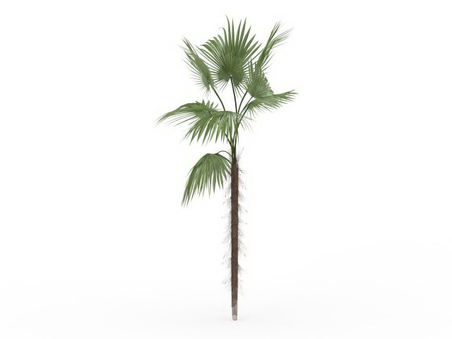 Makalani palm 3d rendering