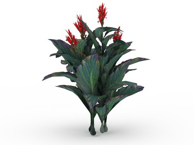 Canna indica plant 3d rendering
