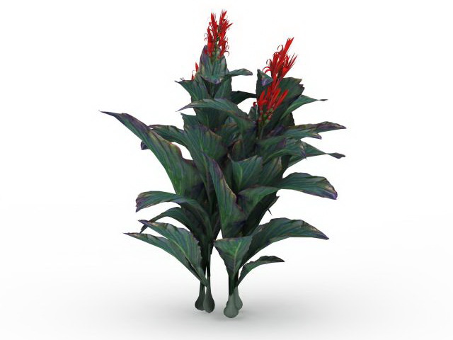 Canna indica plant 3d rendering
