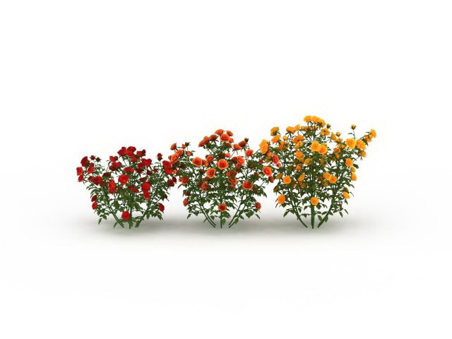 Three color rose bushes 3d rendering