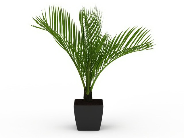 Sago palm in pot 3d rendering