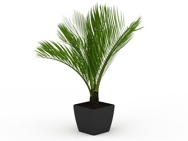 Sago palm in pot 3d rendering