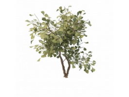 Shrub with green leaves 3d model preview