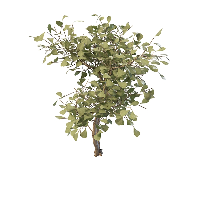 Shrub with green leaves 3d rendering