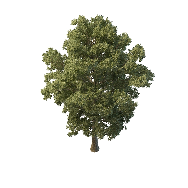 Summer tree 3d rendering