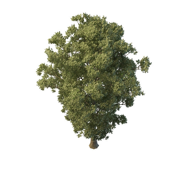Summer tree 3d rendering