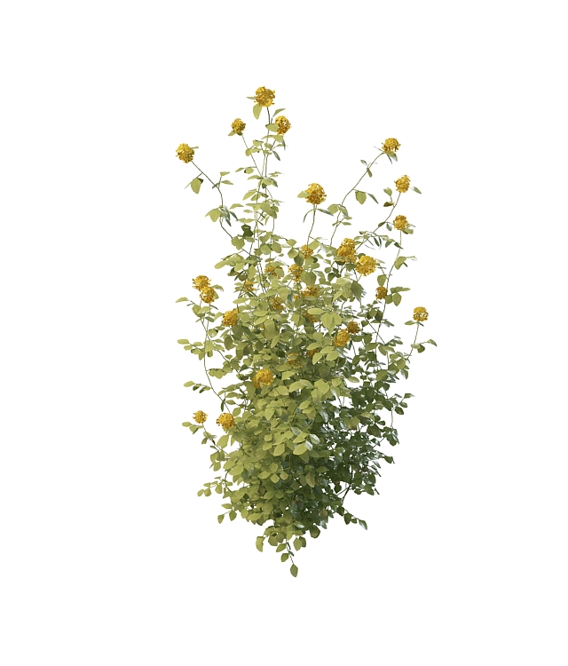 Yellow rose plant 3d rendering
