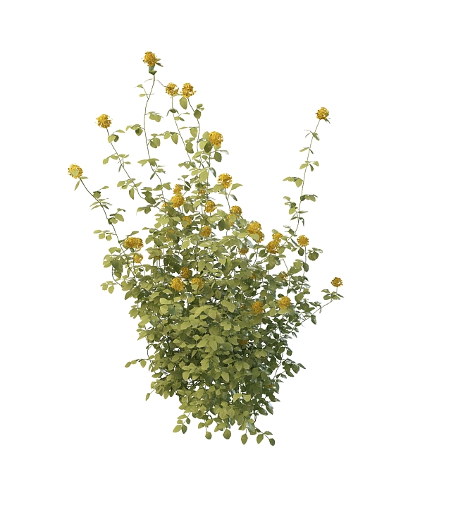 Yellow rose plant 3d rendering