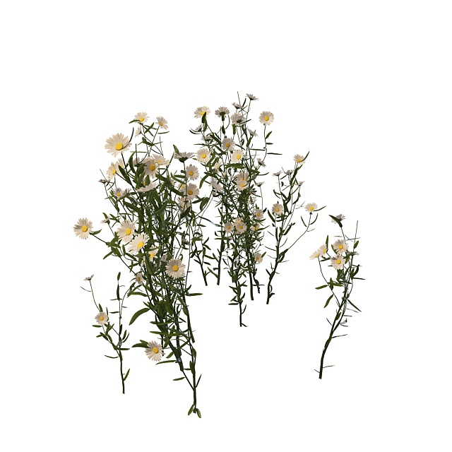 Daisy flower plants 3d rendering