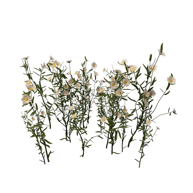 Daisy flower plants 3d rendering