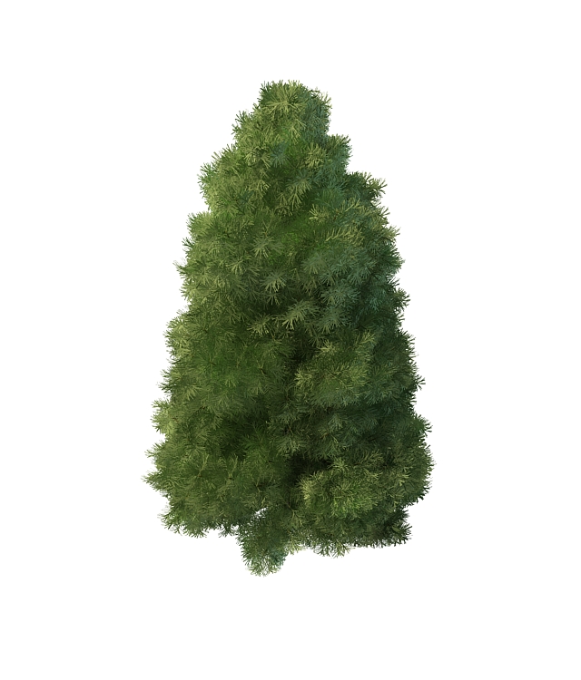 Leyland cypress tree 3d rendering