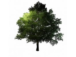 Large generic tree 3d model preview
