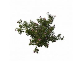 Pink flower bush 3d model preview