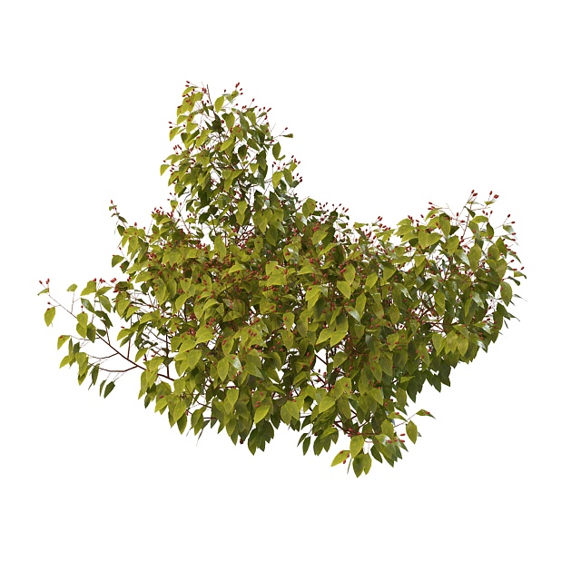 Red berry plant 3d rendering